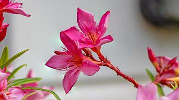 il giardino con piante in fiore oleandri. primo piano rosa tenue dolce fiore di oleandro o rosa bay foto