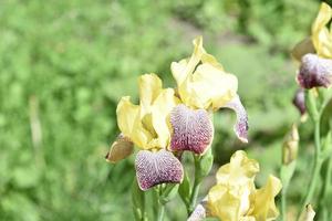 giallo-rosso fiori di iris iridaceae su un letto di fiori foto