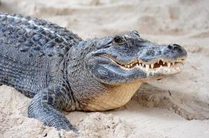 primo piano del coccodrillo sulla sabbia foto