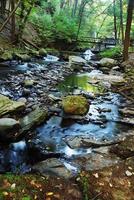 fiume con rocce nella foresta foto