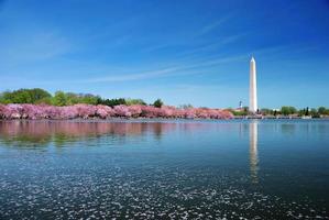 fiore di ciliegio di Washington DC foto