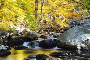 torrente nella foresta di montagna foto