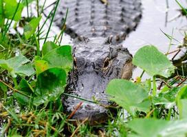 primo piano alligatore in natura foto