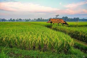 campo di risone verde. piantagione di riso. risaia biologica in asia. prezzo del riso nel concetto di mercato mondiale. bellissima natura del terreno agricolo. risaia. coltivazione delle piante. foto professionale