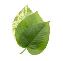 mucchio di epipremnum aureum foglia verde isolato sfondo bianco foto