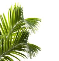 foglie di palma verde isolato su sfondo bianco foto