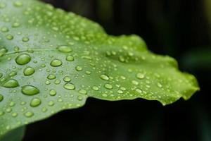 gocce d'acqua su foglia verde, concetto a macroistruzione. foto