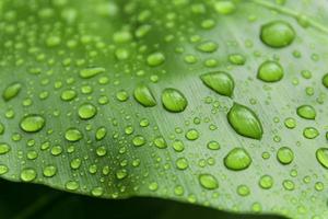 gocce d'acqua su foglia verde, concetto a macroistruzione. foto