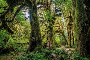 paesaggio del parco nazionale olimpico negli stati uniti foto