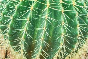 alto vicino del cactus foto