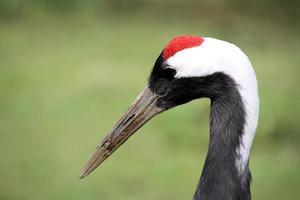 un primo piano di una gru coronata di rosso foto