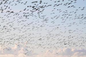 una veduta di alcune oche in volo sopra martin semplice riserva naturale foto