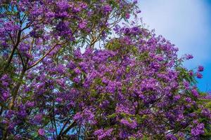 foglie di colore viola della jacaranda mimosifolia, un albero subtropicale originario di da lat. le bignoniaceae adornano il paesaggio estivo di eterea bellezza. foto