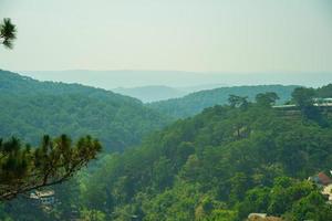 bellissimo paesaggio della giungla di pini al mattino, un gruppo di pini si alza all'aria aperta, vista verde nella foresta, tronco di alberi di copertura erbosa, bel paesaggio per i viaggi dalat in vietnam foto