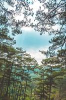 alberi verdi sani in una pineta di vecchi abeti rossi, abeti e pini nel deserto di un parco nazionale. concetti e background di industria sostenibile, ecosistema e ambiente sano. foto