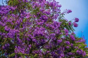 foglie di colore viola della jacaranda mimosifolia, un albero subtropicale originario di da lat. le bignoniaceae adornano il paesaggio estivo di eterea bellezza. foto