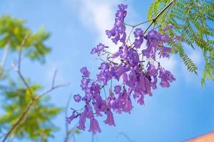 foglie di colore viola della jacaranda mimosifolia, un albero subtropicale originario di da lat. le bignoniaceae adornano il paesaggio estivo di eterea bellezza. foto