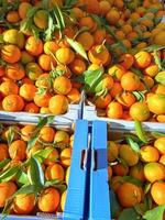 cibo a base di frutta mandarino foto