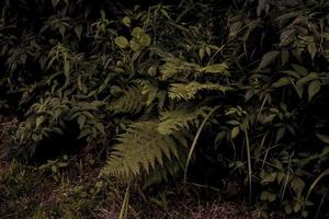 vista della natura del primo piano del fondo verde della foglia e delle palme. sdraiato piatto. paesaggio di natura oscura. foglie tropicali. sfondo della natura. foto