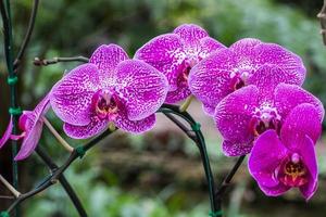 orchidea chiusa