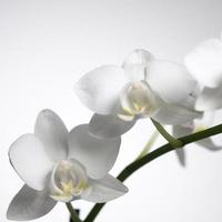 orchidee da vicino