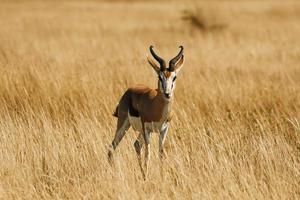 l'antilope è nella fauna selvatica all'aperto in africa foto