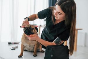 usando una spazzola per pulire i capelli. il carlino è nel salone di toelettatura con il veterinario che è vestito di nero foto