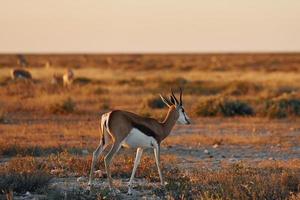 l'antilope è nella fauna selvatica all'aperto in africa foto