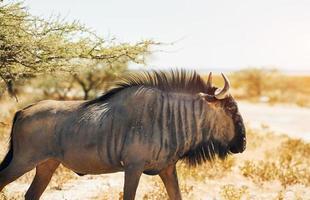 il bufalo è nella fauna selvatica durante il giorno foto