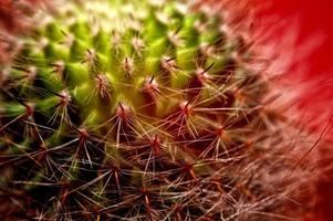 cactus da vicino foto