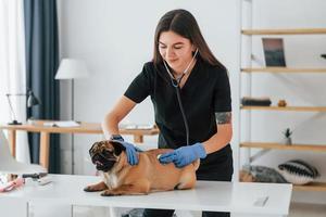 usando lo stetoscopio. il carlino è nel salone di toelettatura con il veterinario che è vestito di nero foto