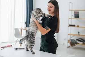 tenendo l'animale tra le mani. scottish fold cat è nel salone di toelettatura con una veterinaria foto