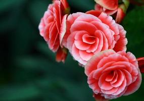 vicino fata rosa rosa in giardino foto