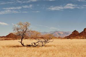 gli alberi crescono nella terra dal clima estremo. vista maestosa di paesaggi meravigliosi nel deserto africano foto