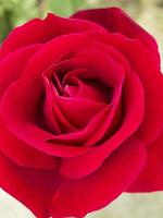 fioritura rosa rossa. foto