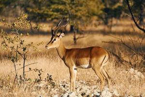 vista laterale. l'antilope è nella fauna selvatica all'aperto in africa foto