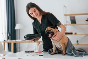 donna che usa l'asciugacapelli dopo aver lavato il cane. il carlino è nel salone di toelettatura con il veterinario che è vestito di nero foto