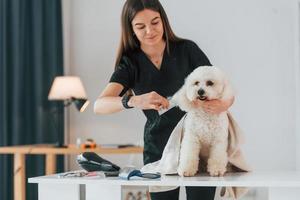 bellissimo animale domestico. simpatico cagnolino è nello studio di toelettatura foto