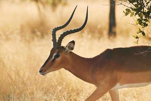 vista laterale. l'antilope è nella fauna selvatica all'aperto in africa foto