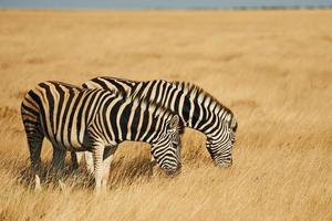 bellissimi animali. zebre nella fauna selvatica durante il giorno foto