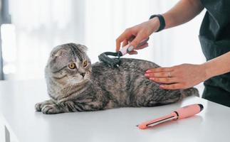 pulire i capelli usando la spazzola. scottish fold cat è nel salone di toelettatura con una veterinaria foto