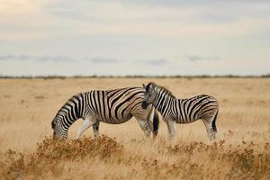 mangiare e camminare. zebre nella fauna selvatica durante il giorno foto