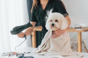 utilizzando un essiccatore a ventola. simpatico cagnolino è nello studio di toelettatura foto