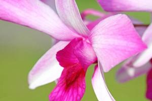 orchidee dendrobium da vicino foto