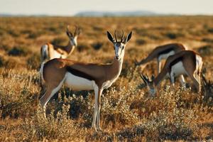 molte delle antilopi si trovano nella fauna selvatica all'aperto in Africa foto