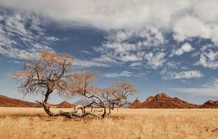 gli alberi crescono nella terra dal clima estremo. vista maestosa di paesaggi meravigliosi nel deserto africano foto