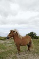 bellissimo pony su un campo vicino alla costa irlandese foto
