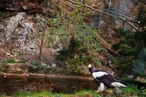 aquila calva vicino a libbra e rocce. foto