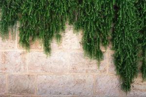 sfondo con rami di piante verdi appesi al muro antico a gerusalemme, israele foto