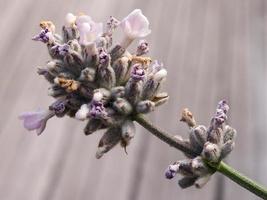 fiore bianco di lavandula alba foto